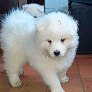 Raïko a rejoint le concours — aidez-le/la à gagner de superbes lots ! puppy, dog, white_fur, fluffy, indoor, muddy_paws, tile_floor, cute, pet, animal, curious, young_dog, two_puppies, playful, domestic_animal, small_dog, fur, walking, looking, adorable