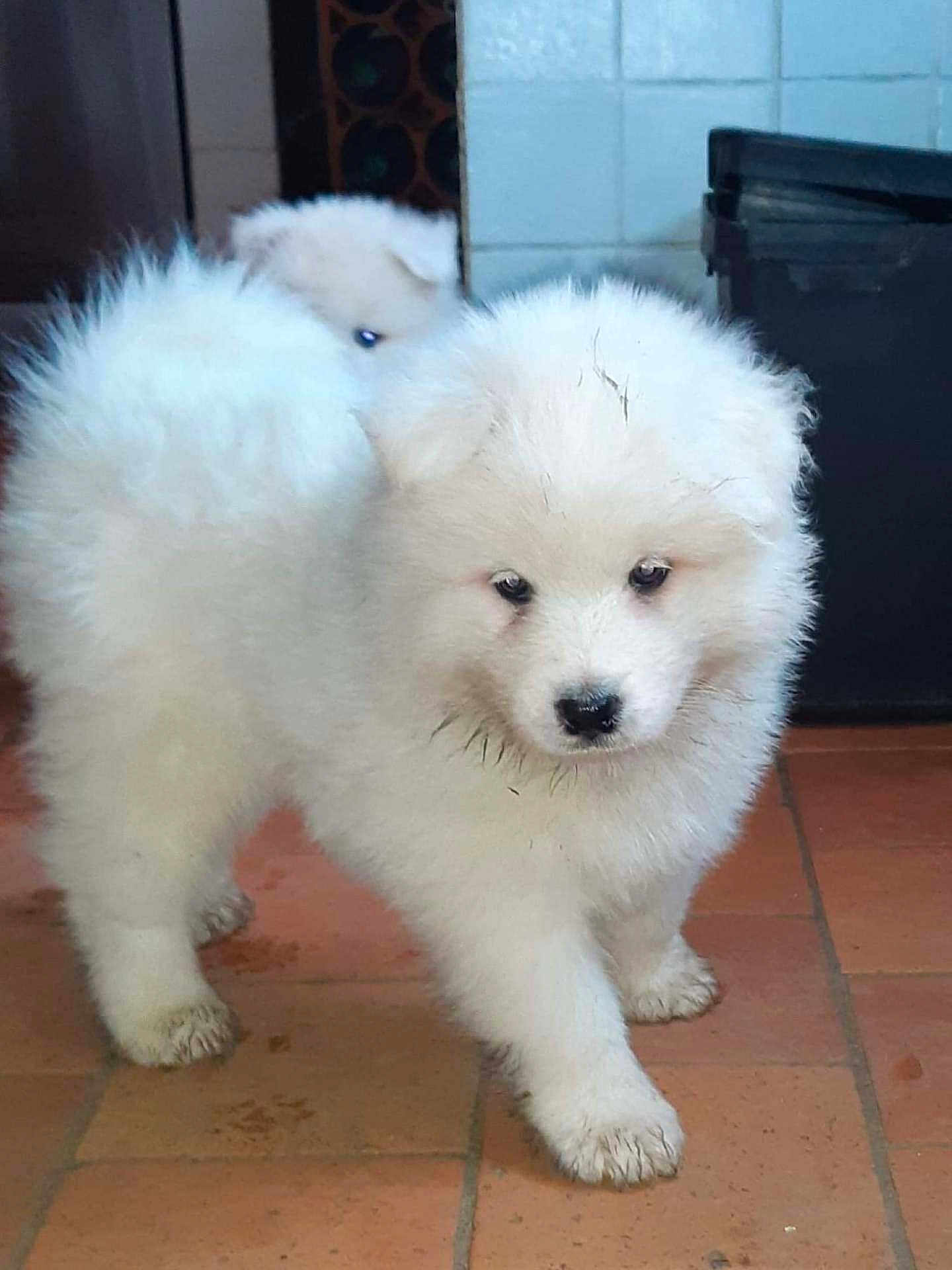Raïko a rejoint le concours — aidez-le/la à gagner de superbes lots ! puppy, dog, white_fur, fluffy, indoor, muddy_paws, tile_floor, cute, pet, animal, curious, young_dog, two_puppies, playful, domestic_animal, small_dog, fur, walking, looking, adorable