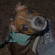 Rex a rejoint le concours — aidez-le/la à gagner de superbes lots ! puppy, dog, pet, harness, leash, footwear, sneaker, ground, gravel, night, curious, looking_up, closeup, brown_dog, white_markings, canine, outdoor, animal, small_dog, companion