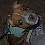 puppy, dog, pet, harness, leash, footwear, sneaker, ground, gravel, night, curious, looking_up, closeup, brown_dog, white_markings, canine, outdoor, animal, small_dog, companion