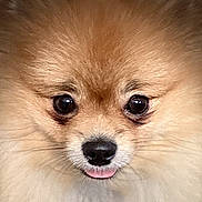 Maya a rejoint le concours — aidez-le/la à gagner de superbes lots ! animal, bodypart, canine, chihuahua, cockerspaniel, dog, eskimodog, mouth, papillon, person, pet, poodle, puppy, snout, terrier, tongue, whitedog