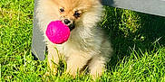 Maya a rejoint le concours — aidez-le/la à gagner de superbes lots ! animal, ball, canine, dog, field, football, grass, grassland, lawn, nature, outdoors, pet, plant, puppy, soccer, soccerball, sport, summer, tennis, tennisball