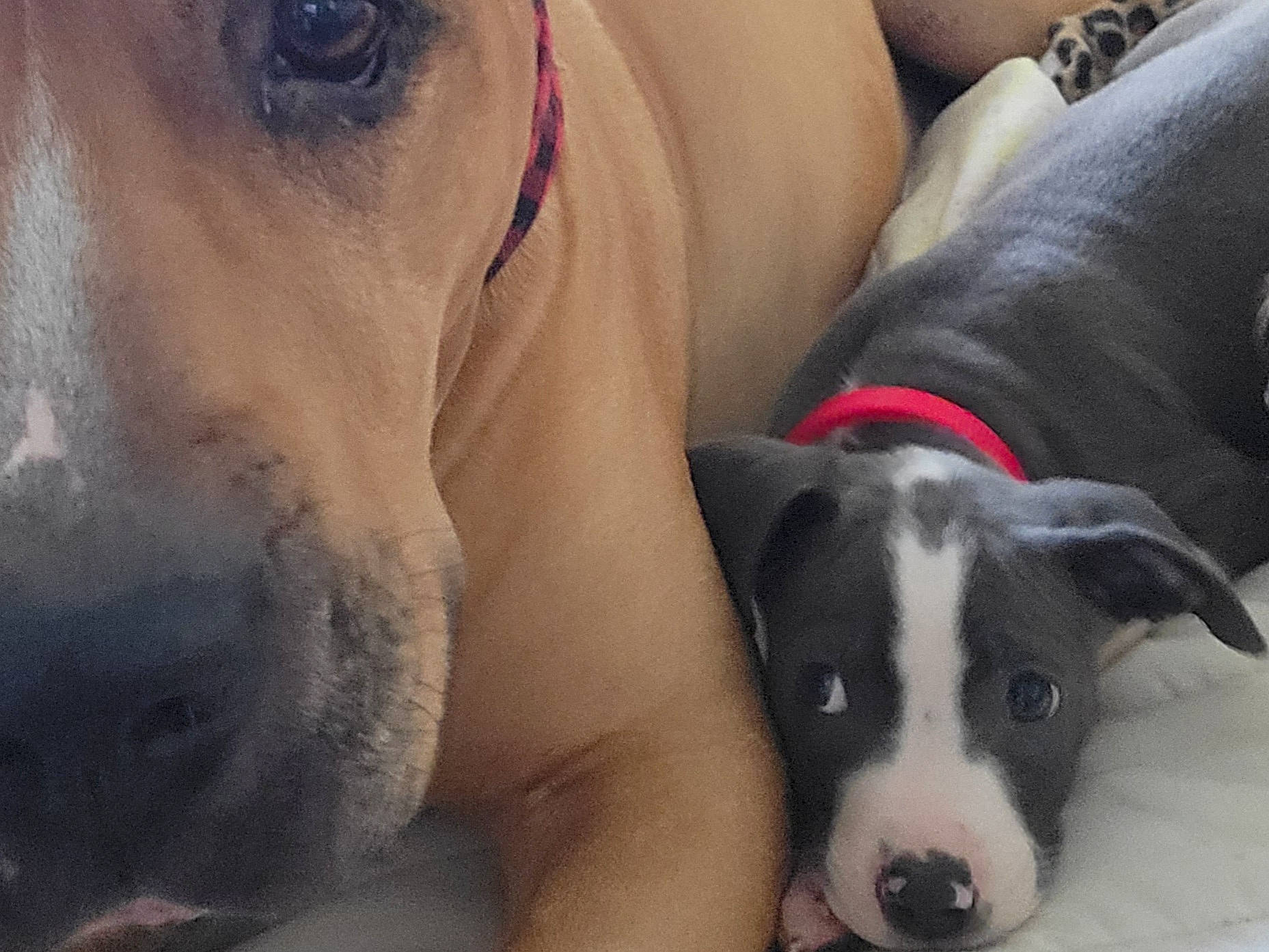 Piglet is registered to the contest to win money with this photo: canidae, carnivore, collar, comfort, companion_dog, couch, dog, dog_breed, ear, fawn, fur, jaw, non_sporting_group, nose, snout, sporting_group, terrestrial_animal, whiskers, working_animal