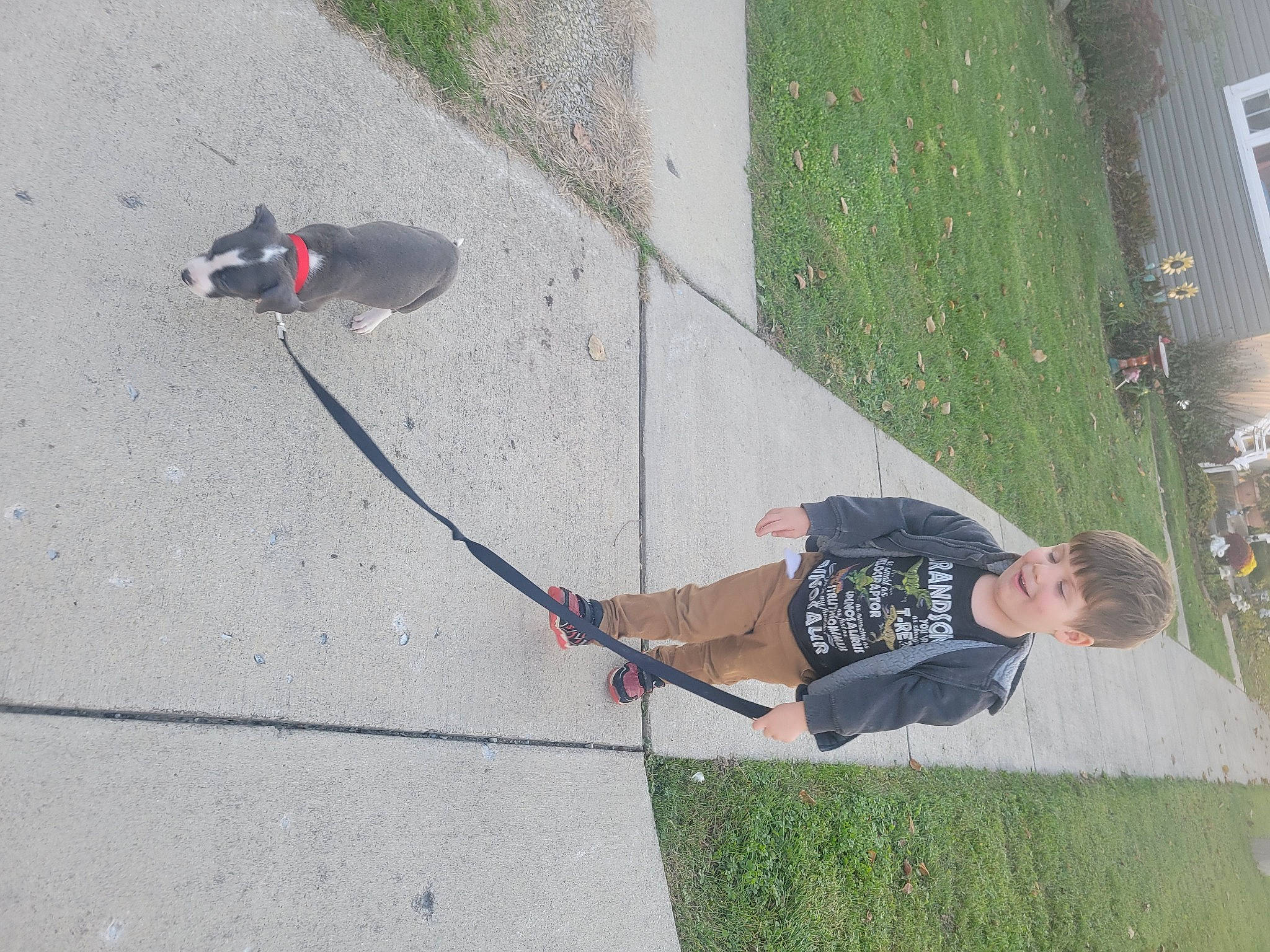 Piglet joined the competition — help win amazing prizes! asphalt, climbing, climbing_harness, concrete, fun, grass, leash, leisure, plant, recreation, rock_climbing_equipment, rope, shadow, sidewalk, sport_climbing, sports_equipment, tail, tree, wall, window