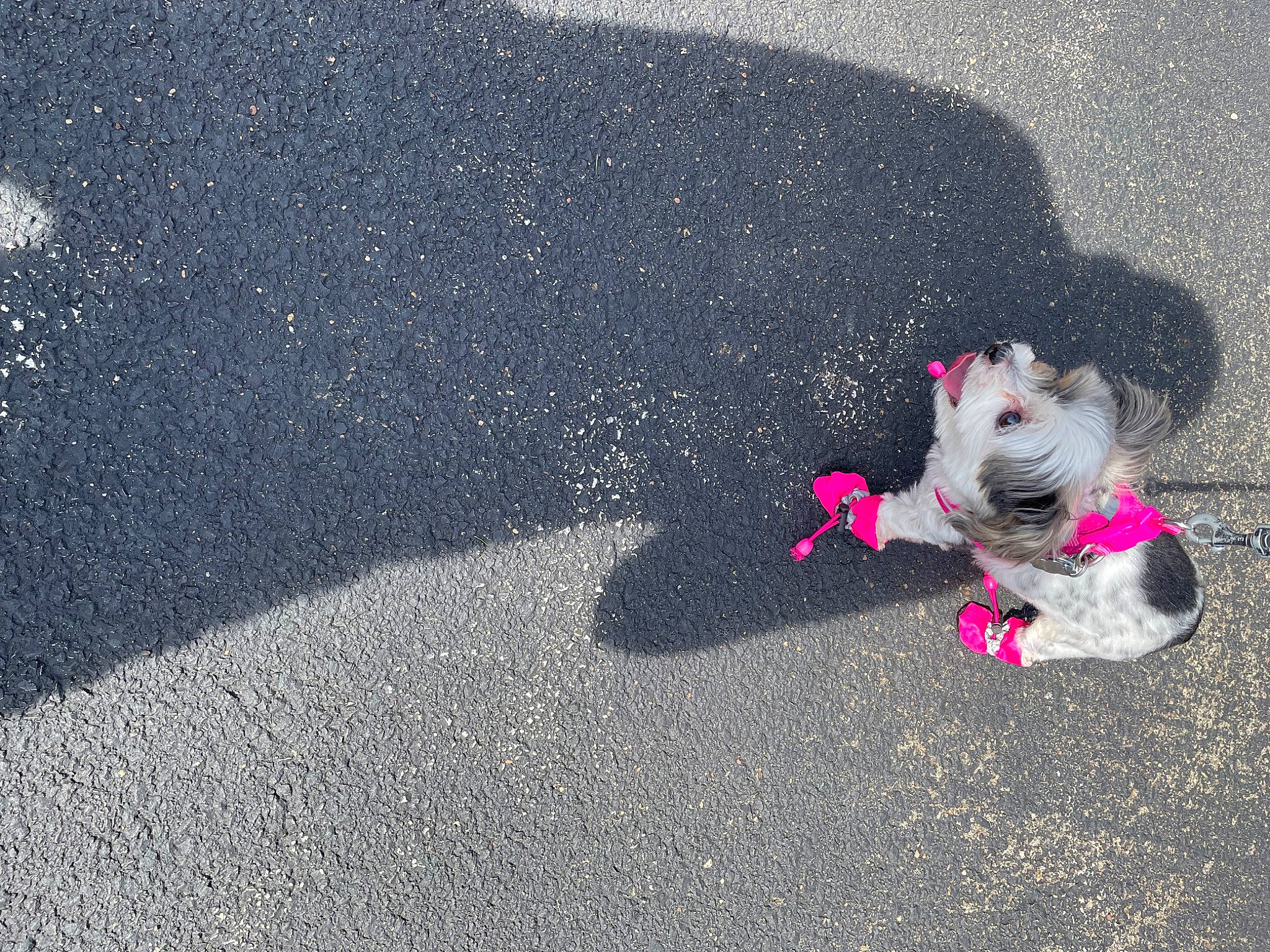 Riley is registered to the contest to win money with this photo: asphalt, canidae, carmine, carnivore, companion_dog, concrete, dog_breed, flooring, fur, grass, magenta, road, road_surface, shadow, sidewalk, sitting, tail, tar, toy, walking