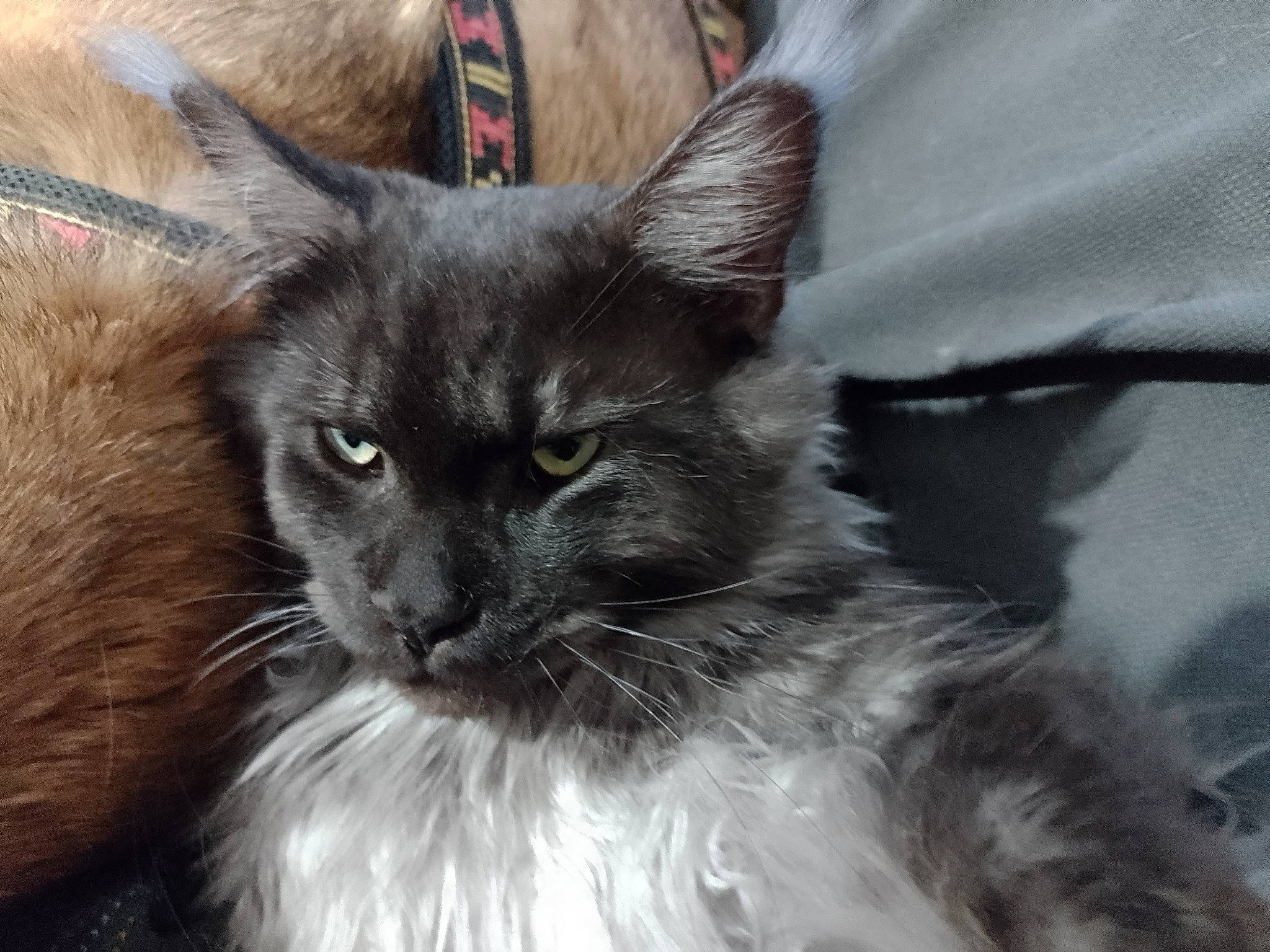 Thanos participe au concours pour gagner de l'argent avec cette photo : black_cat, british_longhair, carnivore, cat, claw, domestic_short_haired_cat, felidae, fur, grey, iris, ragdoll, small_to_medium_sized_cats, tail, terrestrial_animal, whiskers