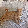 cat, ginger_cat, orange_tabby, feline, pet, animal, bed, bedroom, bedsheet, lying_down, relaxed, fluffy, fur, tail, paws, ears, whiskers, indoor, portrait, domestic_animal