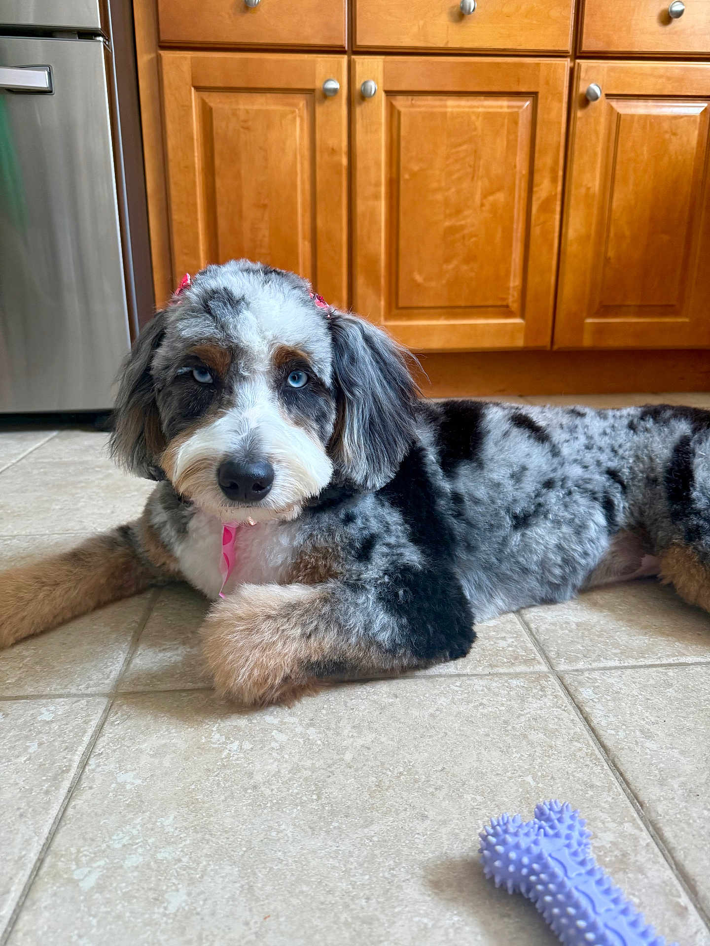 Nova