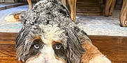 Nova is registered to the contest to win money with this photo: dog, blue_eyes, fluffy, laying_down, wooden_floor, indoor, furniture, rug, curious, relaxed, pet, animal, brown, white, black, fur, nose, ears, head, closeup