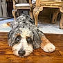 dog, blue_eyes, fluffy, laying_down, wooden_floor, indoor, furniture, rug, curious, relaxed, pet, animal, brown, white, black, fur, nose, ears, head, closeup