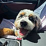 Nova is registered to the contest to win money with this photo: dog, car_interior, seat, sunlight, happy, open_mouth, fur, blue_sky, window, dashboard, joyful, pet, animal, close_up, nose, tongue, paw, relaxed, smiling, daylight