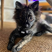 Kraken participe au concours pour gagner de l'argent avec cette photo : animal, blurred_background, brindle, carpet, closeup, collar, curious, cute, dog, domestic, ears, fur, furry, indoor, lying_down, paws, pet, puppy, woven_rug, young_dog