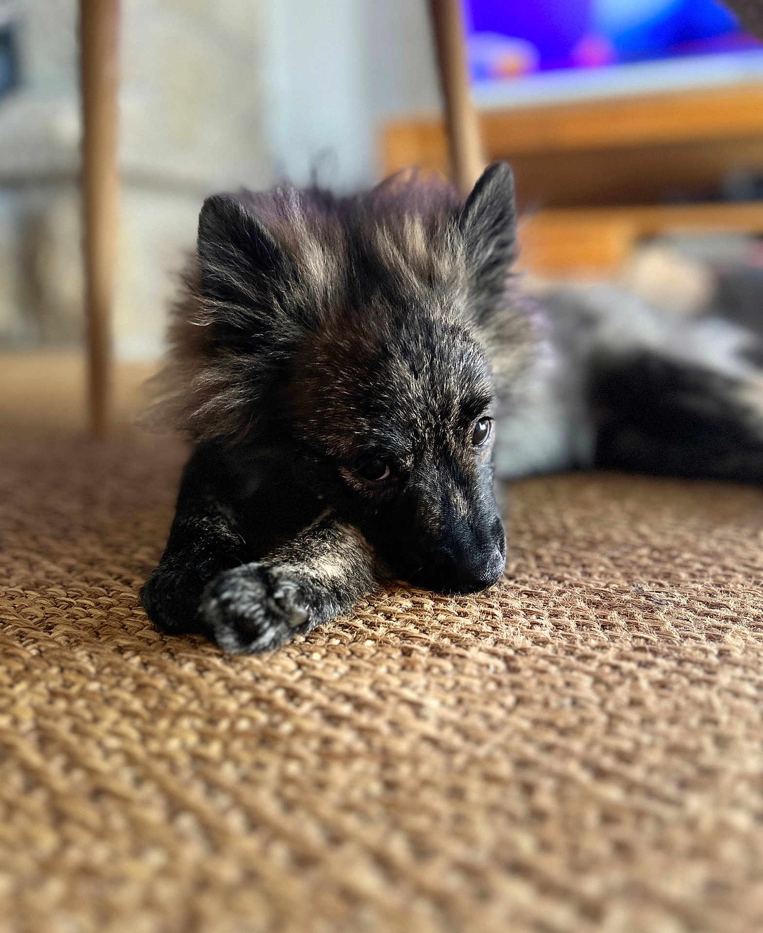Kraken a rejoint le concours — aidez-le/la à gagner de superbes lots ! animal, black, blurred_background, brown, calm, carpet, close_up, cozy, cute, dog, domestic_animal, fur, indoor, lying_down, pet, portrait, puppy, quiet, resting, texture