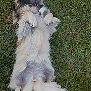 Vodka a rejoint le concours — aidez-le/la à gagner de superbes lots ! animal, canine, collar, dog, fluffy, fur, grass, greenery, happy, lying_down, mammal, nature, outdoor, paw, pet, playful, relaxed, resting, summer, tail