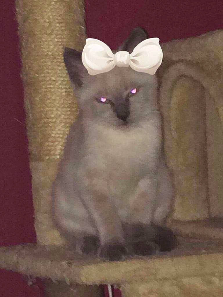 Kihyun a rejoint le concours — aidez-le/la à gagner de superbes lots ! asian, balinese, birman, burmilla, carnivore, cat, colorpoint_shorthair, felidae, javanese, kitten, mammal, ragdoll, siamese, small_to_medium_sized_cats, tail, thai, tonkinese, turkish_angora, vertebrate, whiskers