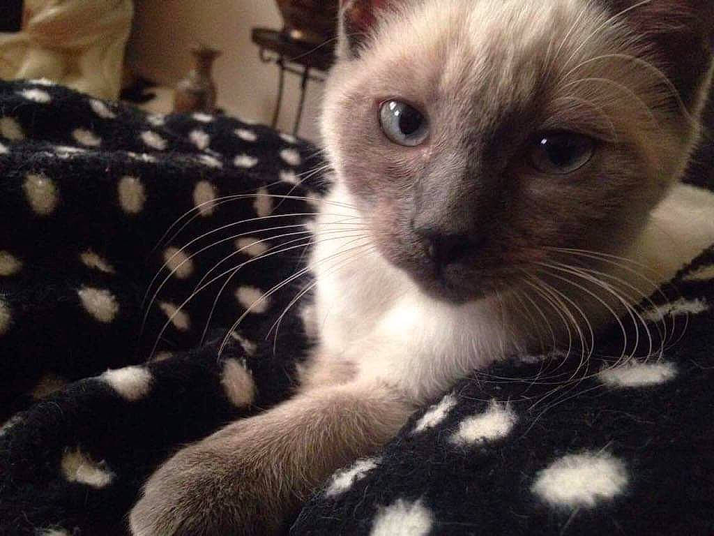 Kihyun a rejoint le concours — aidez-le/la à gagner de superbes lots ! american_shorthair, american_wirehair, asian, black_and_white, carnivore, cat, colorpoint_shorthair, domestic_short_haired_cat, egyptian_mau, fawn, felidae, fur, kitten, mammal, ojos_azules, polydactyl_cat, small_to_medium_sized_cats, snout, vertebrate, whiskers