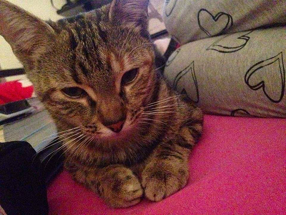 Namourette participe au concours pour gagner de l'argent avec cette photo : american_shorthair, asian, australian_mist, bengal, california_spangled, carnivore, cat, domestic_short_haired_cat, dragon_li, egyptian_mau, european_shorthair, felidae, kitten, mammal, ocicat, pixie_bob, small_to_medium_sized_cats, snout, tabby_cat, whiskers