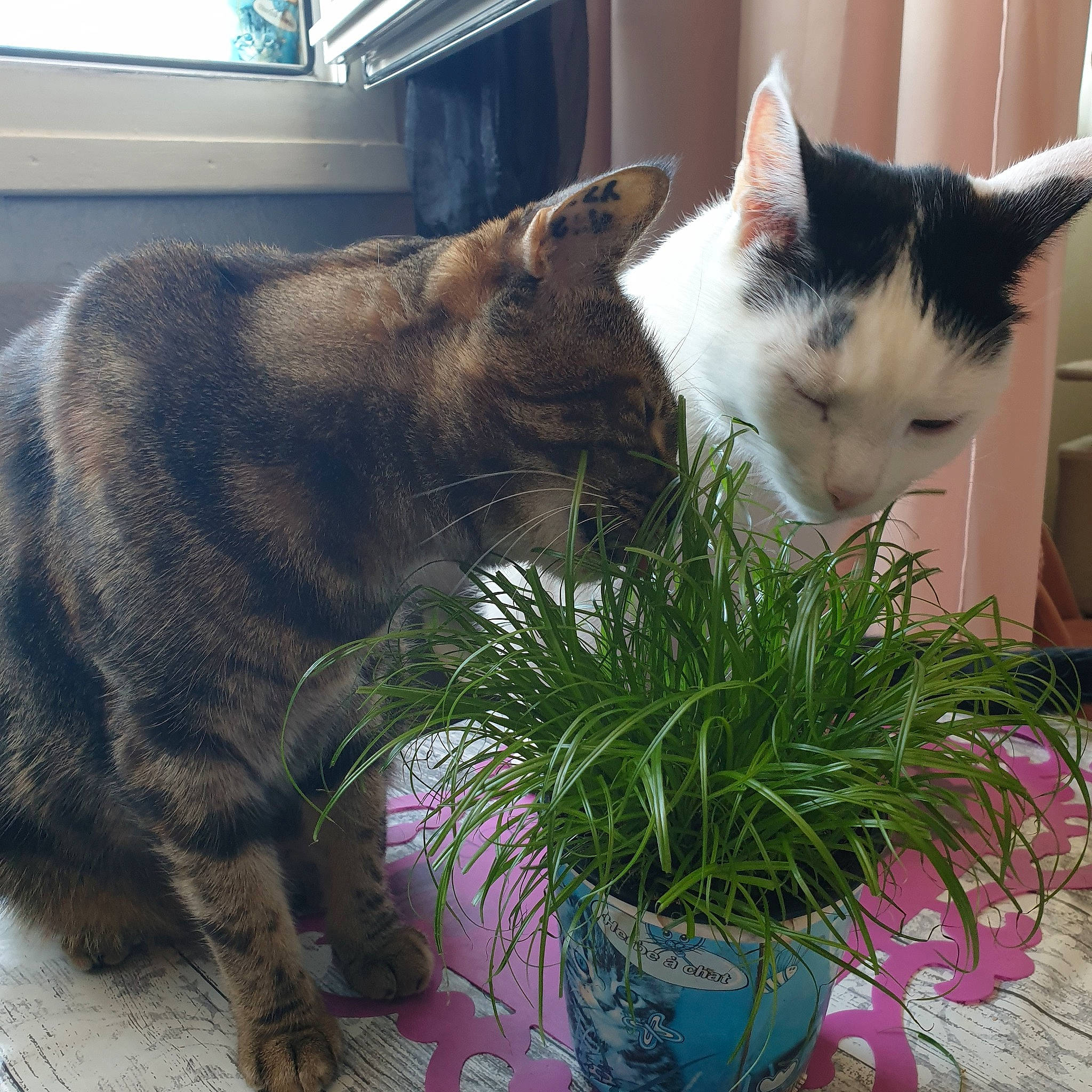 Namourette a rejoint le concours — aidez-le/la à gagner de superbes lots ! aegean_cat, asian, carnivore, cat, domestic_short_haired_cat, european_shorthair, felidae, german_rex, grass, plant, small_to_medium_sized_cats, tabby_cat, whiskers