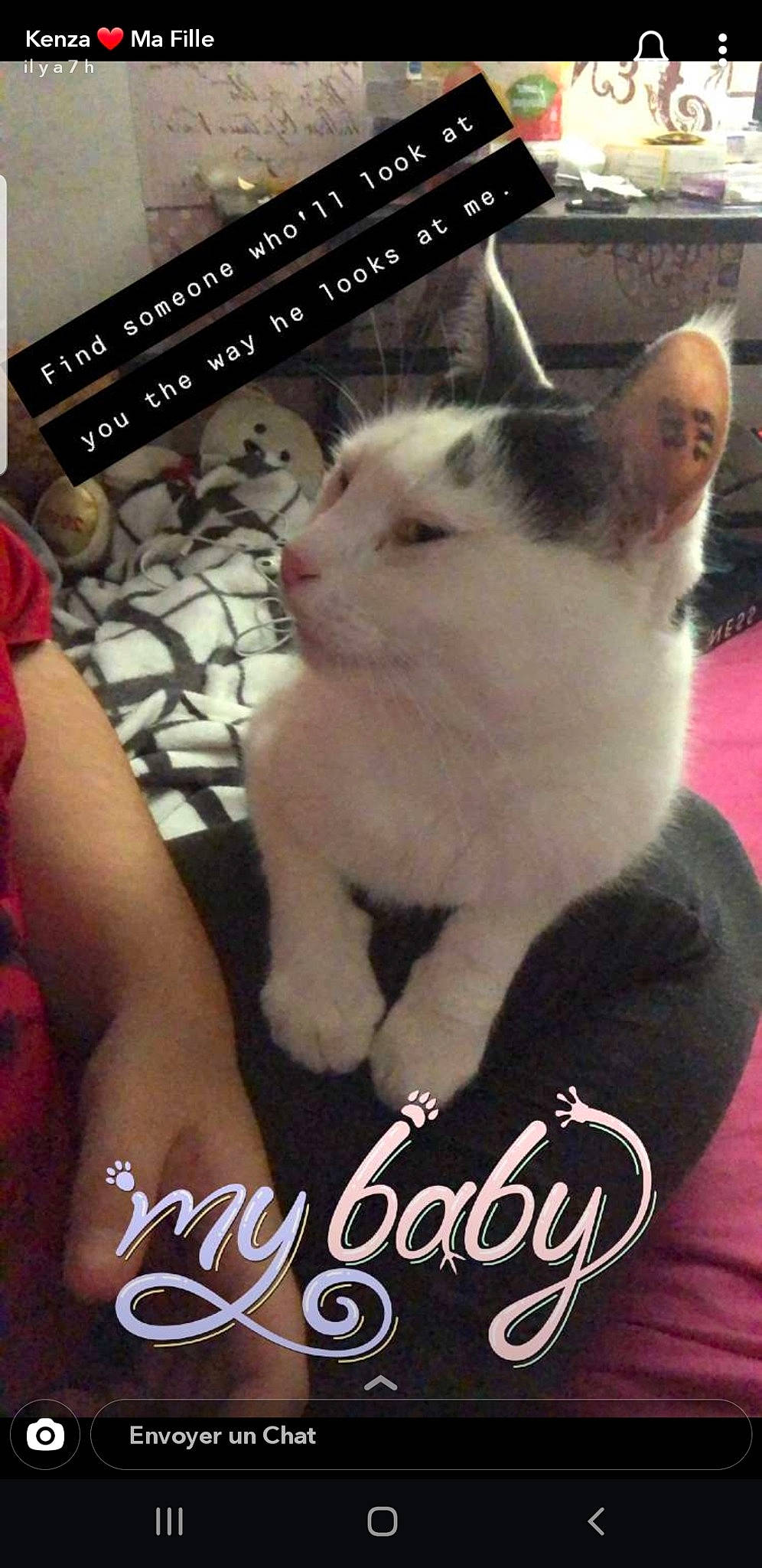 Kooky a rejoint le concours — aidez-le/la à gagner de superbes lots ! asian, carnivore, cat, domestic_short_haired_cat, felidae, kitten, photo_caption, photography, polydactyl_cat, small_to_medium_sized_cats, whiskers