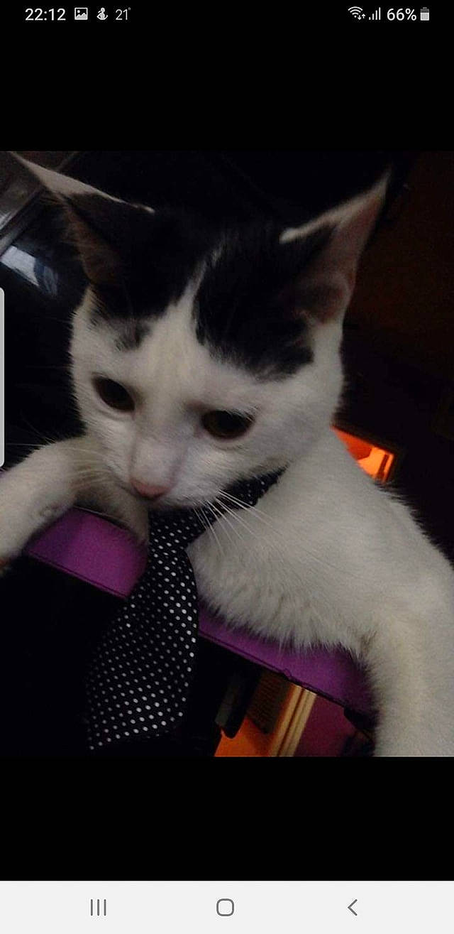 Kooky participe au concours pour gagner de l'argent avec cette photo : black_and_white, carnivore, cat, domestic_short_haired_cat, ear, felidae, fur, kitten, nose, sky, small_to_medium_sized_cats, whiskers