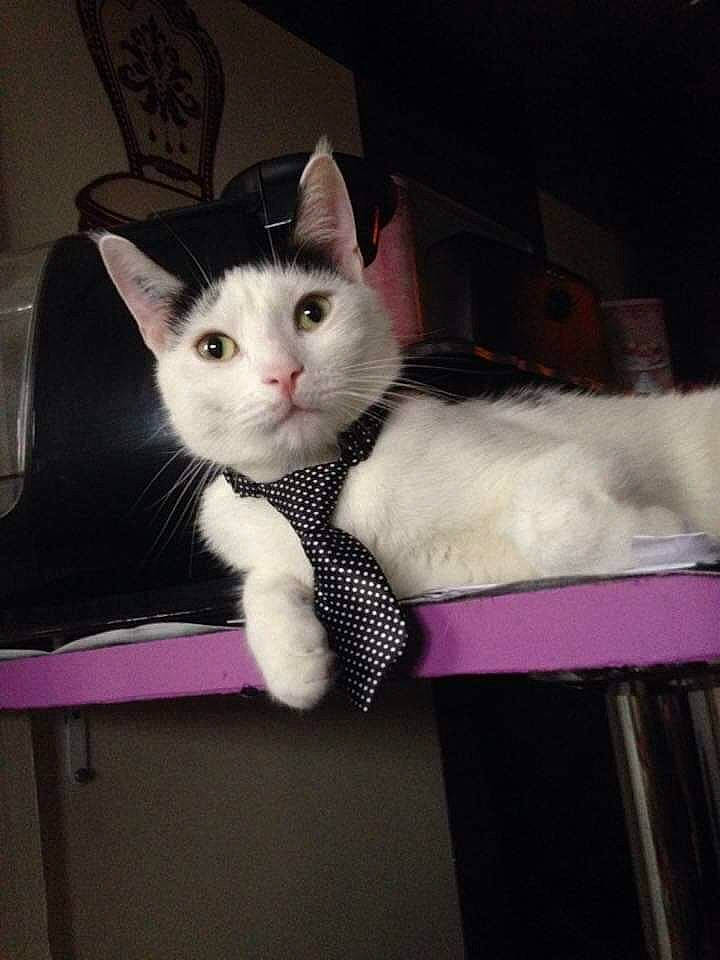 Kooky participe au concours pour gagner de l'argent avec cette photo : american_shorthair, asian, carnivore, cat, domestic_short_haired_cat, ear, eye, felidae, fur, kitten, small_to_medium_sized_cats, turkish_angora, turkish_van, whiskers