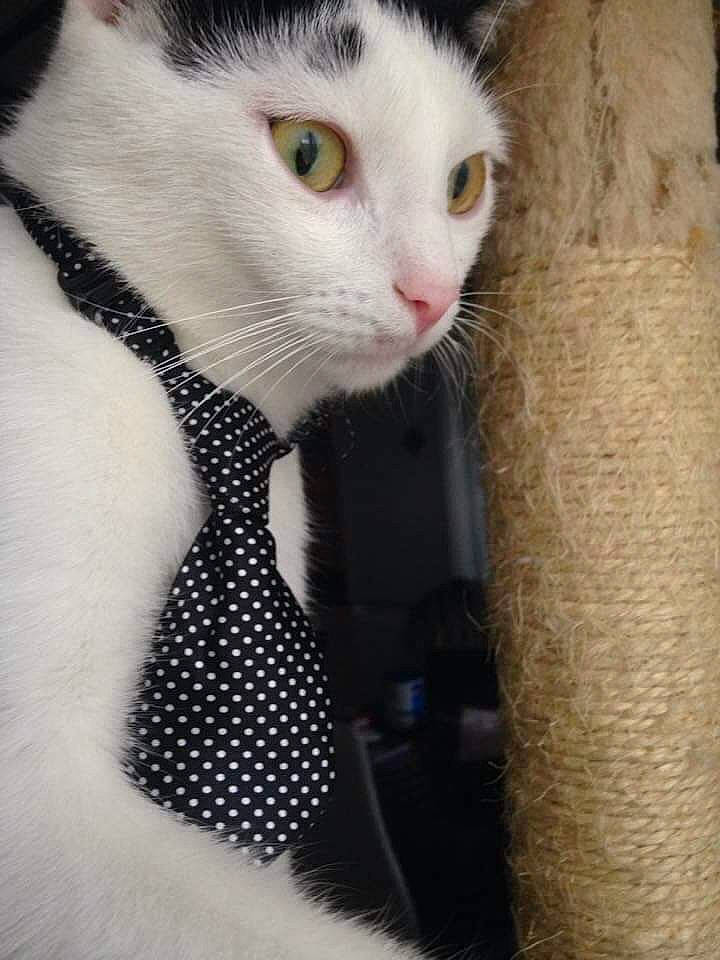 Kooky a rejoint le concours — aidez-le/la à gagner de superbes lots ! aegean_cat, carnivore, cat, domestic_short_haired_cat, ear, eye, felidae, fur, kitten, small_to_medium_sized_cats, tail, turkish_angora, turkish_van, whiskers