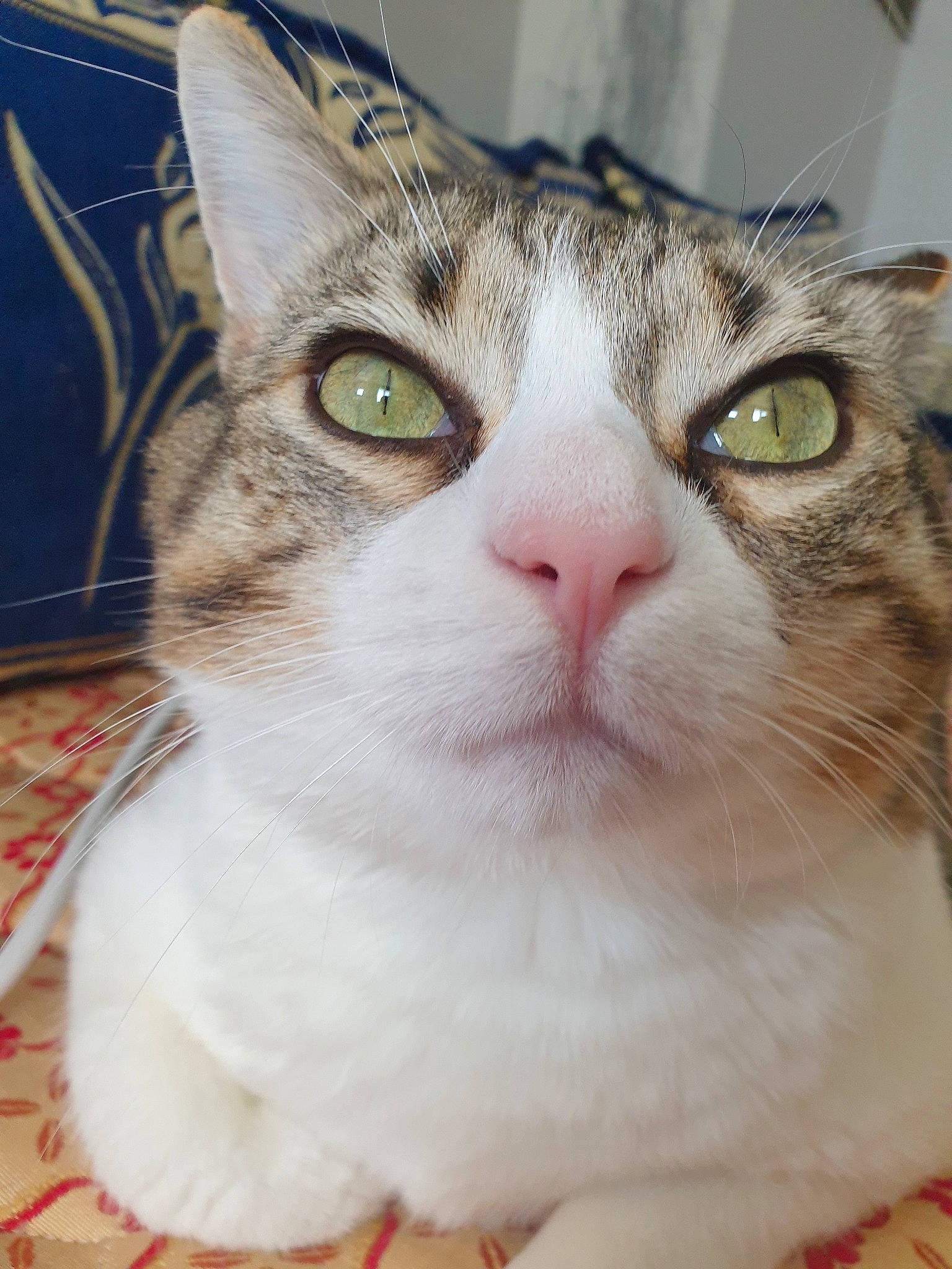 Minouche a rejoint le concours — aidez-le/la à gagner de superbes lots ! aegean_cat, american_shorthair, american_wirehair, asian, australian_mist, carnivore, cat, close_up, domestic_short_haired_cat, european_shorthair, eye, felidae, fur, kitten, mammal, singapura, small_to_medium_sized_cats, snout, tabby_cat, whiskers