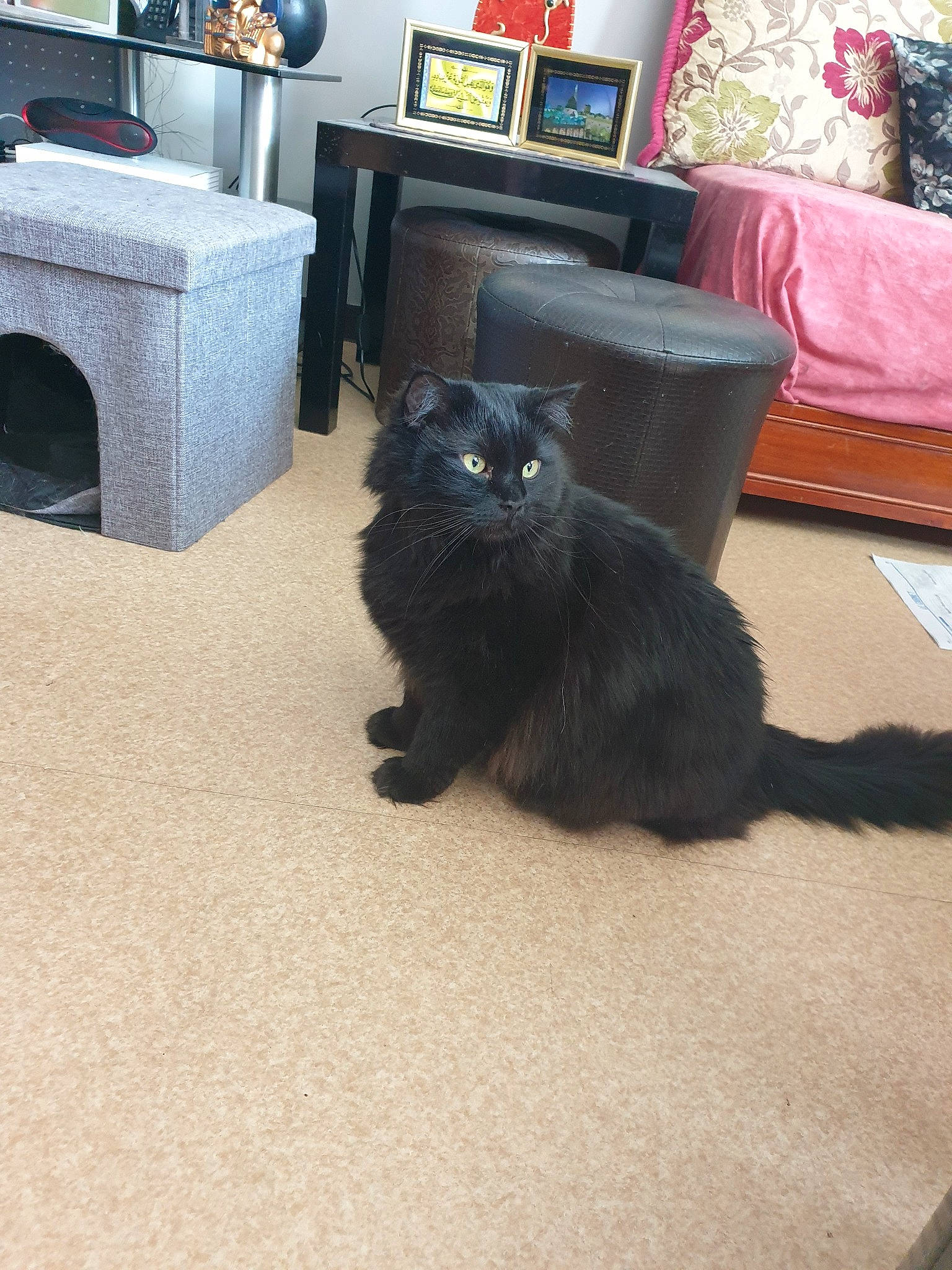 Blacky participe au concours pour gagner de l'argent avec cette photo : black, black_cat, carnivore, cat, domestic_long_haired_cat, felidae, floor, flooring, fur, home, kitten, persian, room, small_to_medium_sized_cats, tail, whiskers