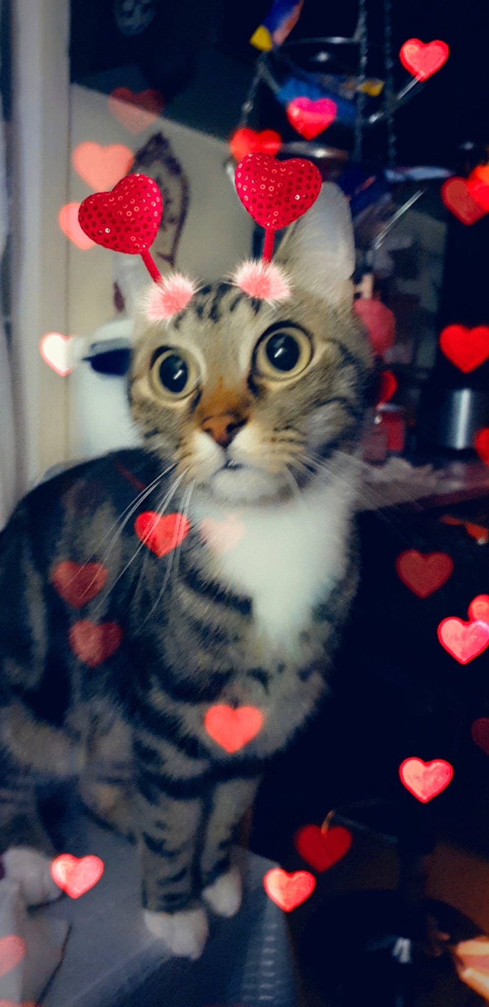 Kheops a rejoint le concours — aidez-le/la à gagner de superbes lots ! american_curl, american_shorthair, american_wirehair, asian, carnivore, cat, domestic_short_haired_cat, european_shorthair, felidae, kitten, paw, small_to_medium_sized_cats, tabby_cat, whiskers