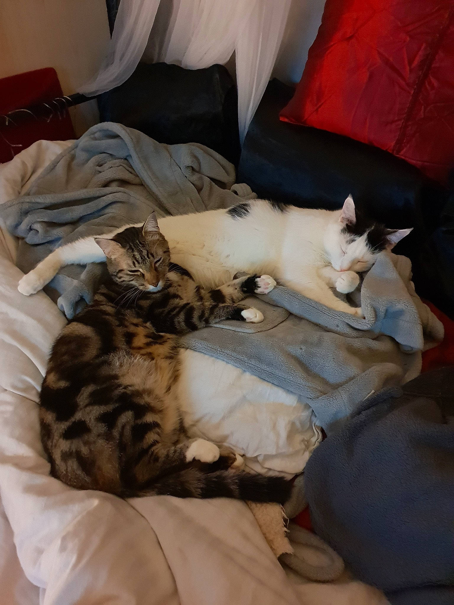 Kheops participe au concours pour gagner de l'argent avec cette photo : asian, carnivore, cat, domestic_short_haired_cat, egyptian_mau, european_shorthair, felidae, kitten, mammal, nap, paw, small_to_medium_sized_cats, whiskers