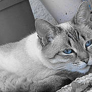 Marine Poulet participe au concours pour gagner de l'argent avec cette photo : abyssinian, angora, animal, cat, kitten, manx, pet, plant, pottedplant, siamese