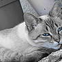 abyssinian, angora, animal, cat, kitten, manx, pet, plant, pottedplant, siamese