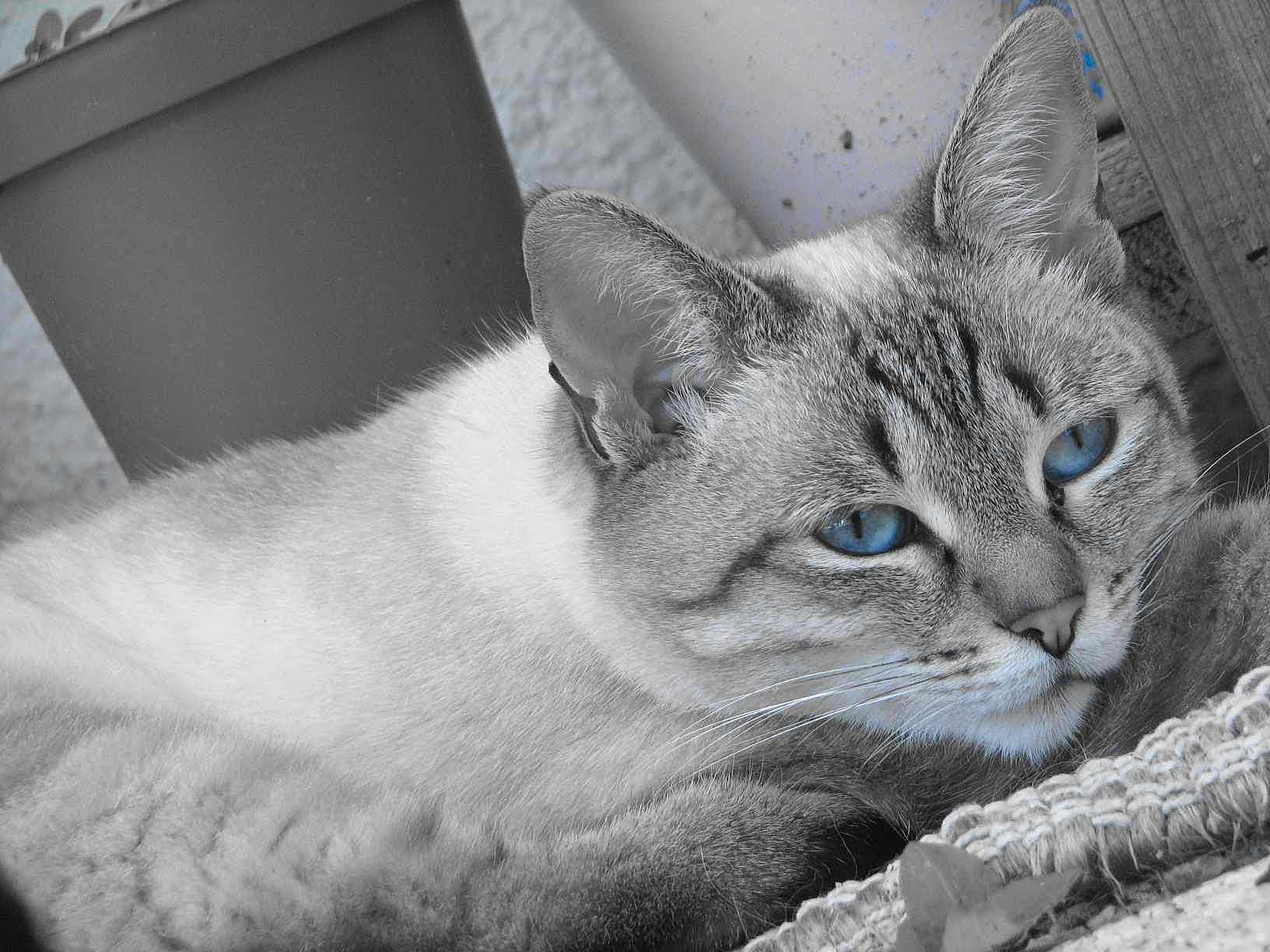 Marine Poulet participe au concours pour gagner de l'argent avec cette photo : abyssinian, angora, animal, cat, kitten, manx, pet, plant, pottedplant, siamese