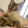 Marine Poulet a rejoint le concours — aidez-le/la à gagner de superbes lots ! abyssinian, animal, bed, bedroom, blanket, cat, couch, cushion, furniture, homedecor, indoors, kitten, linen, manx, person, pet, quilt, room, siamese, sleeping