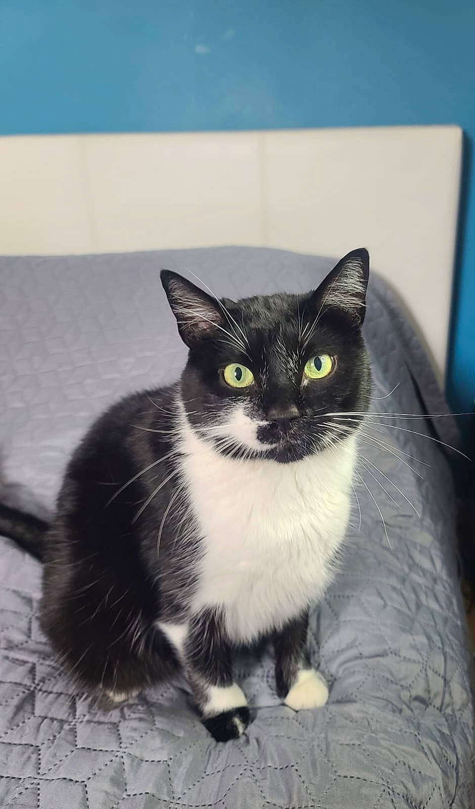 Snoooy a rejoint le concours — aidez-le/la à gagner de superbes lots ! black_cat, carnivore, cat, domestic_short_haired_cat, eye, felidae, fur, grey, head, human_body, iris, monochrome, monochrome_photography, paw, sitting, small_to_medium_sized_cats, snout, tail, whiskers, window