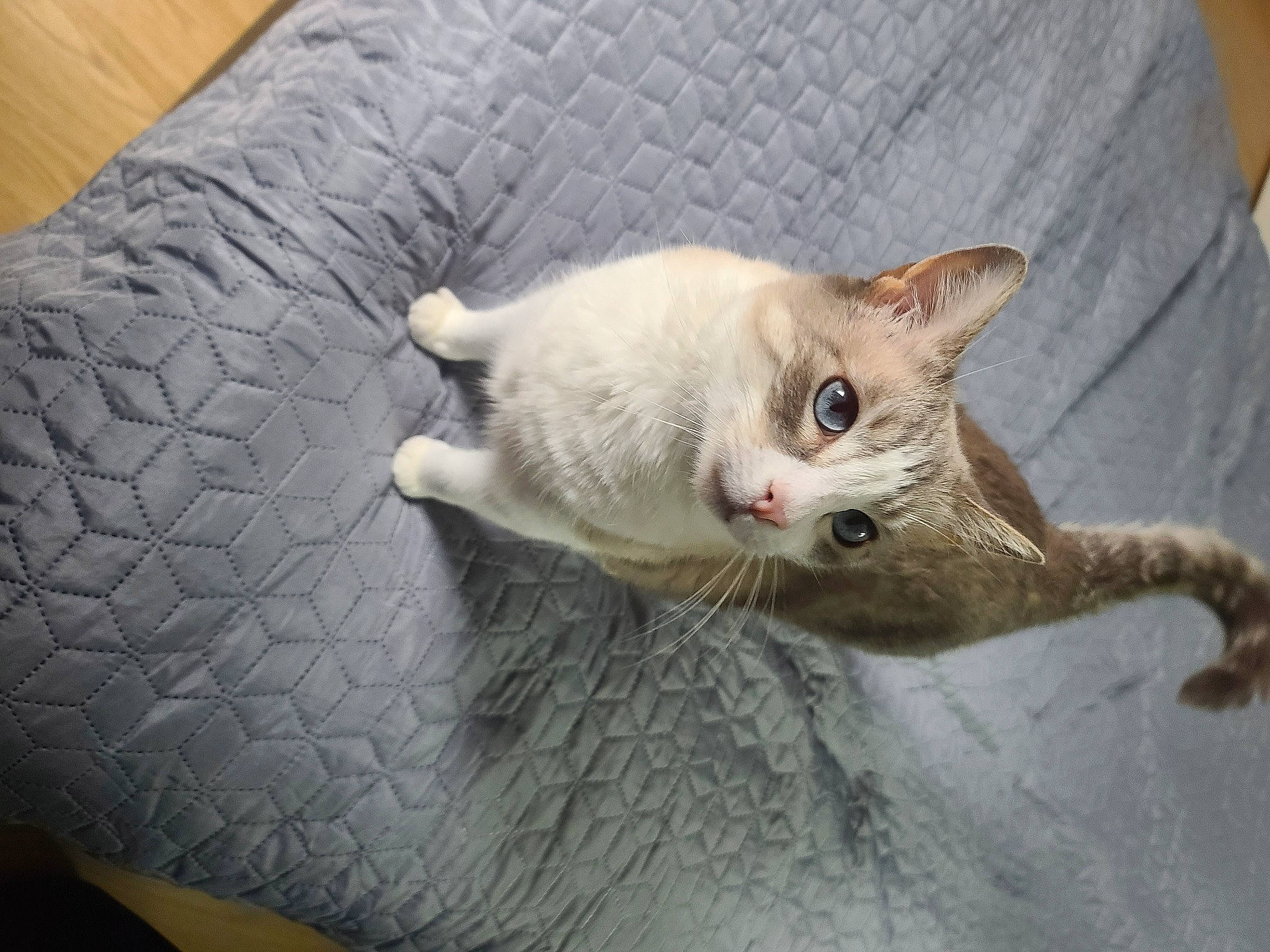 Pumba participe au concours pour gagner de l'argent avec cette photo : carnivore, cat, claw, comfort, domestic_short_haired_cat, fawn, felidae, fur, paw, small_to_medium_sized_cats, tail, terrestrial_animal, whiskers