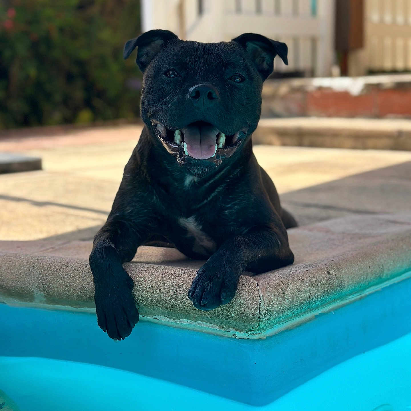Uno participe au concours pour gagner de l'argent avec cette photo : animal, baby, boxer, bulldog, canine, dog, frenchbulldog, labradorretriever, person, pet, pitbull, plant, pool, pottedplant, pug, puppy, slate, summer, swimmingpool, water