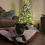 Thorena joined the competition — help win amazing prizes! dog, christmas_tree, holiday, pajamas, scarf, pet_bed, wrapped_presents, living_room, couch, wooden_floor, decorations, lights, festive, cozy, indoor, window_blinds, soft_texture, relaxing, brown_furniture, night