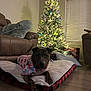 dog, christmas_tree, holiday, pajamas, scarf, pet_bed, wrapped_presents, living_room, couch, wooden_floor, decorations, lights, festive, cozy, indoor, window_blinds, soft_texture, relaxing, brown_furniture, night