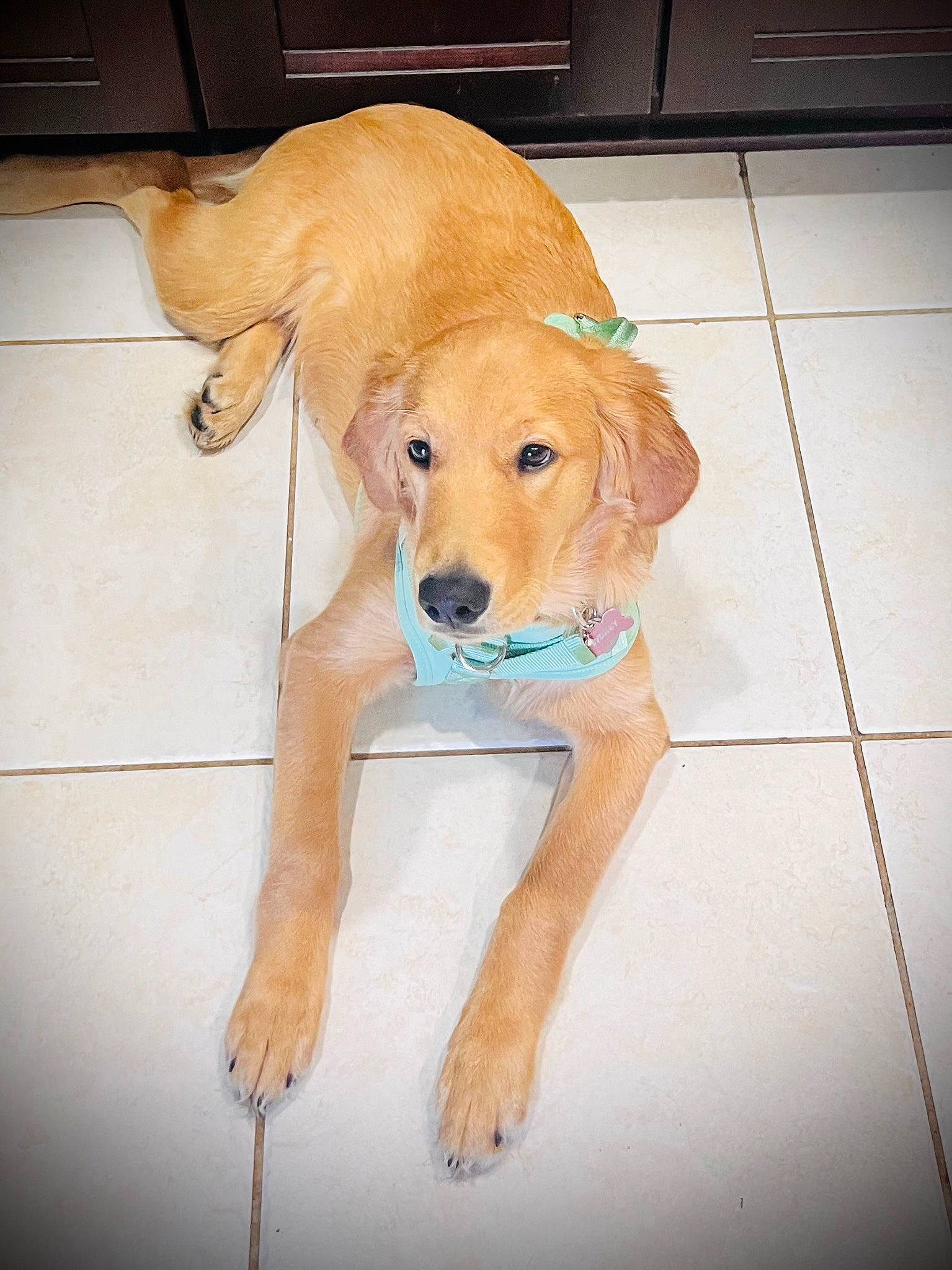 Sydney Sue is registered to the contest to win money with this photo: ball, carnivore, companion_dog, dog, dog_breed, dog_supply, dog_toy, fawn, floor, flooring, gun_dog, hardwood, paw, puppy, retriever, snout, tail, tile, tile_flooring, working_animal