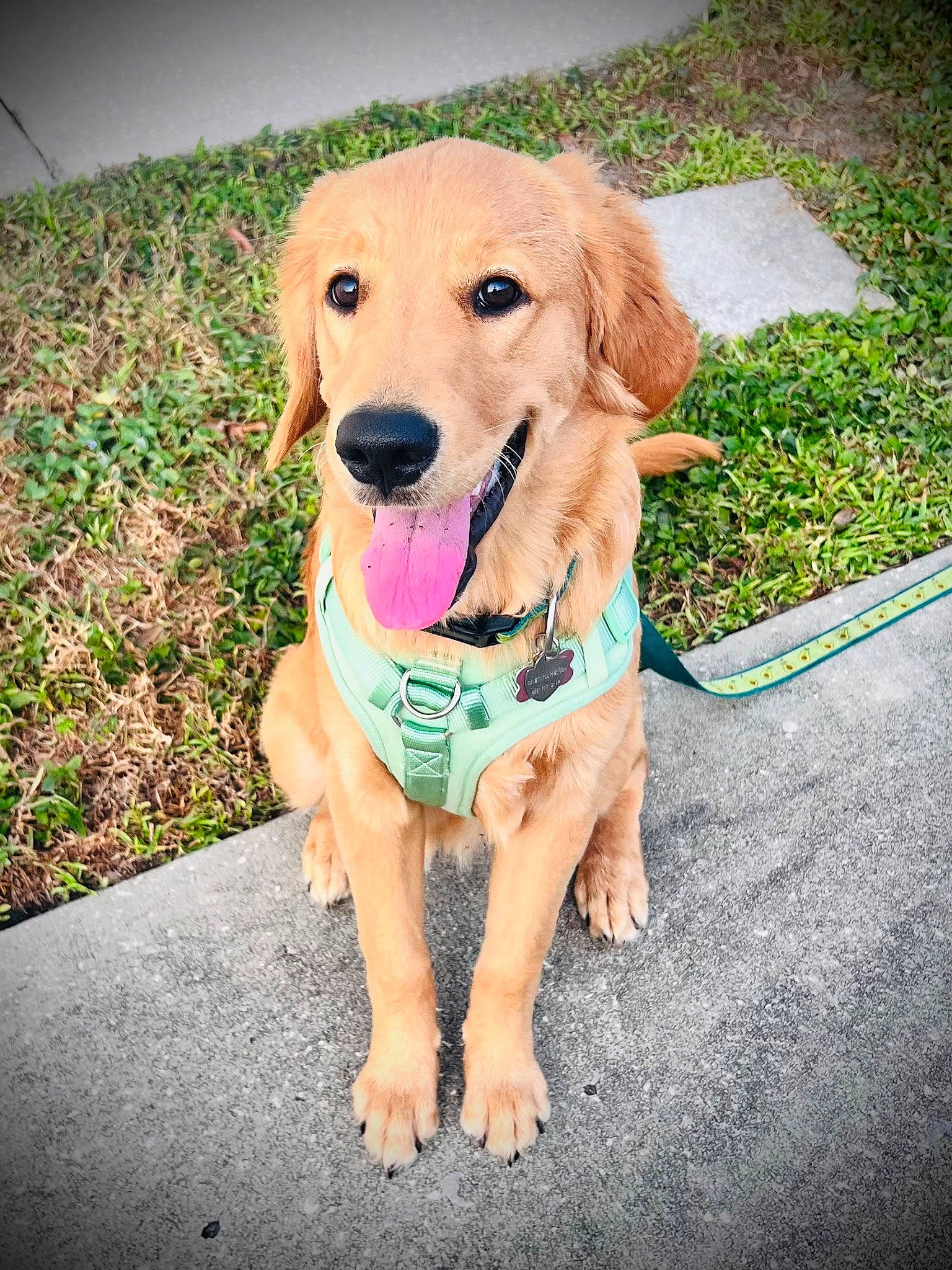 Sydney Sue joined the competition — help win amazing prizes! ball, canidae, carnivore, companion_dog, dog, dog_breed, dog_collar, dog_supply, fashion_accessory, fawn, grass, happy, leash, paw, pet_supply, plant, sidewalk, snout, sporting_group, working_animal