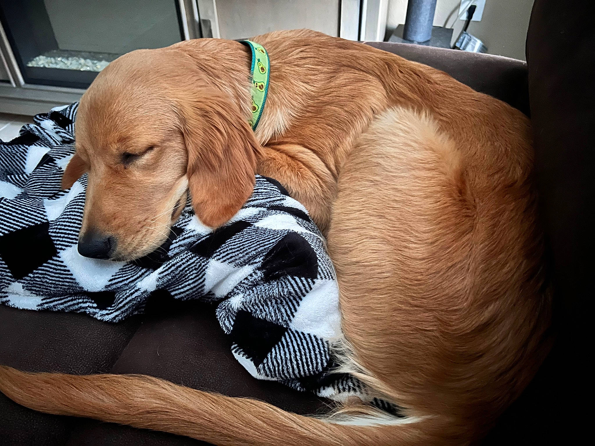 Sydney Sue is registered to the contest to win money with this photo: canidae, carnivore, collar, comfort, companion_dog, dog, dog_breed, dog_collar, dog_supply, fawn, fur, hound, liver, pet_supply, pointing_breed, snout, sporting_group, tail, whiskers, working_animal