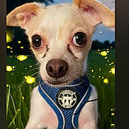 Peanut is registered to the contest to win money with this photo: dog, small_dog, puppy, blue_harness, outdoor, grass, fireflies, twilight, evening, closeup, animal, cute, pet, nature, ears, nose, fur, eyes, muzzle, portrait