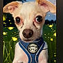 dog, small_dog, puppy, blue_harness, outdoor, grass, fireflies, twilight, evening, closeup, animal, cute, pet, nature, ears, nose, fur, eyes, muzzle, portrait