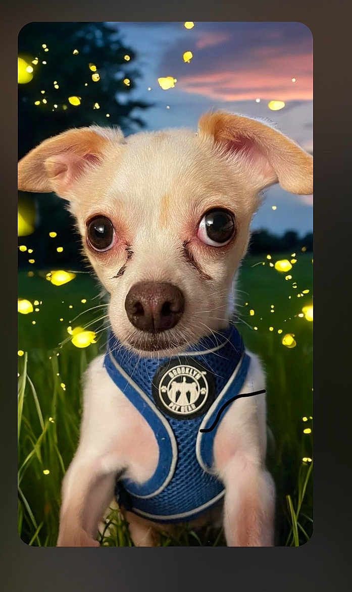 Peanut