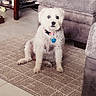 Paris joined the competition — help win amazing prizes! carpet, collar, cozy, curious, dog, domestic_animal, floor, furniture, home, household_items, indoor, living_room, pet, rug, seated, small_dog, sofa, table, tile_floor, white_dog
