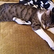 Ollie joined the competition — help win amazing prizes! cat, tabby, sleeping, couch, blanket, indoor, pet, feline, relaxed, cozy, fur, paw, home, comfort, resting, animal, whiskers, laying, domestic, soft