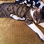 cat, tabby, sleeping, couch, blanket, indoor, pet, feline, relaxed, cozy, fur, paw, home, comfort, resting, animal, whiskers, laying, domestic, soft