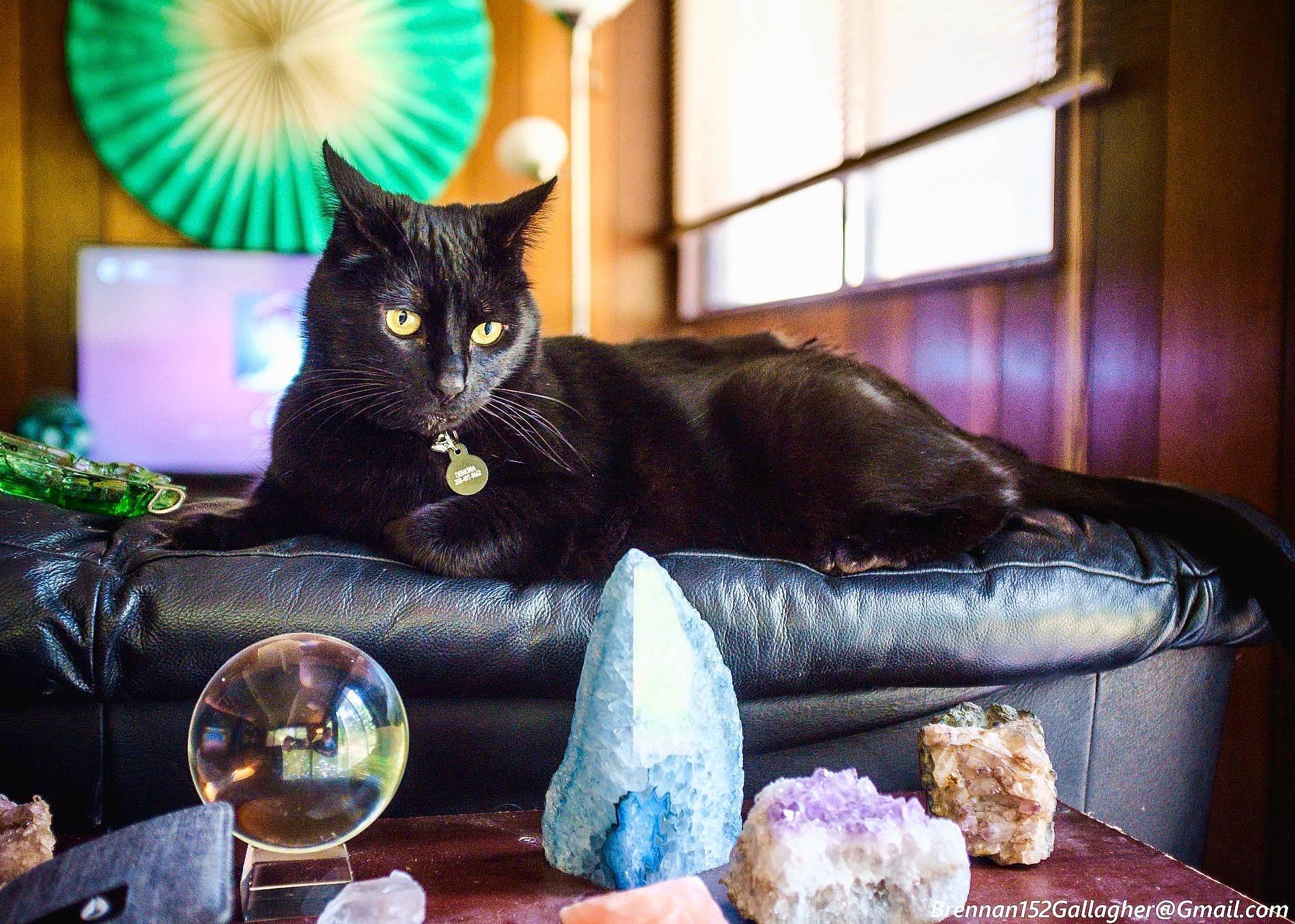 Mona is registered to the contest to win money with this photo: black_cat, bombay, carnivore, cat, comfort, couch, domestic_short_haired_cat, drinkware, felidae, fur, lamp, light, lighting, picture_frame, small_to_medium_sized_cats, tableware, textile, tree, whiskers, window