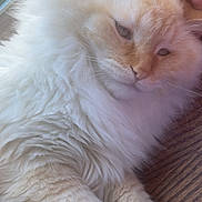 Casper is registered to the contest to win money with this photo: cat, fluffy, cream_colored, pet, hand, wooden_surface, window, relaxed, sleepy, indoor, fur, whiskers, animal, domestic, close_up, cute, mammal, face, ears, paws
